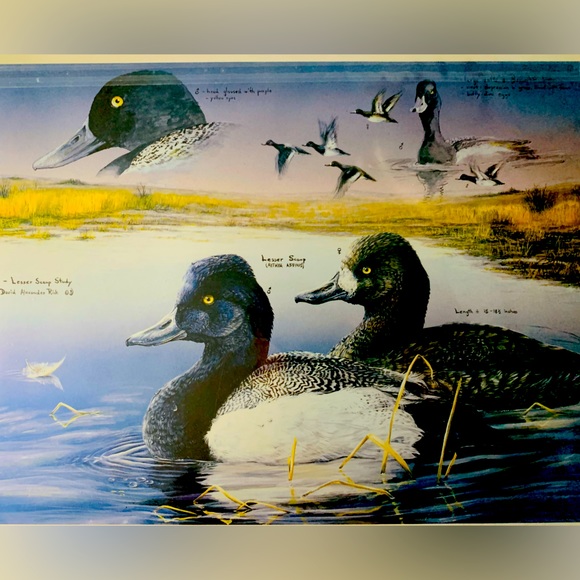 Signed and sealed / Duck Study/ Artist: David Risk - Picture 1 of 2